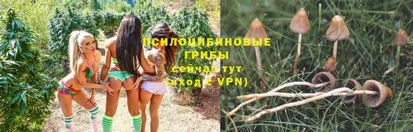ГАЛЛЮЦИНОГЕННЫЕ ГРИБЫ Аркадак