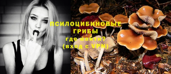 ГАЛЛЮЦИНОГЕННЫЕ ГРИБЫ Аркадак